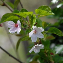 桜