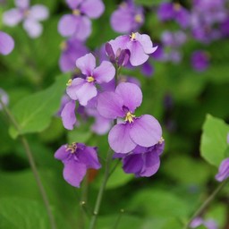 紫の花