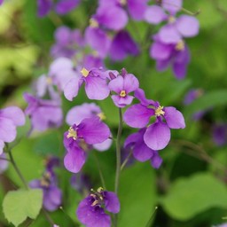 紫の花