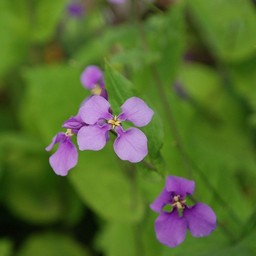 紫の花