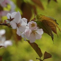 桜