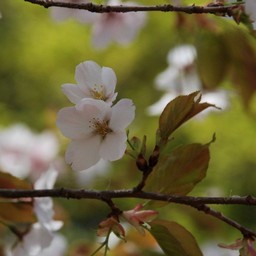 桜