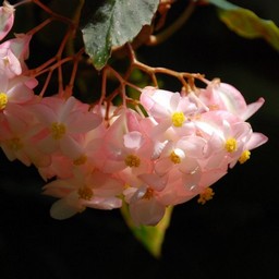 木立ベゴニア