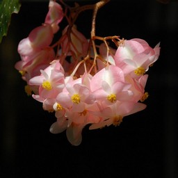 木立ベゴニア