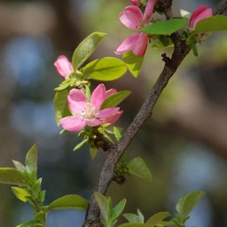 ピンクの花
