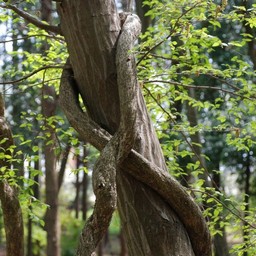 木