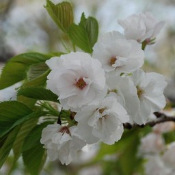 桃