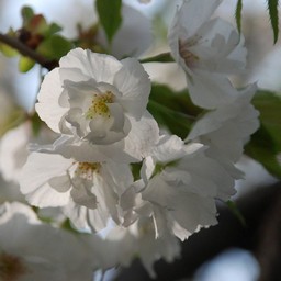 桃