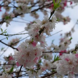 桃