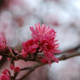 桃