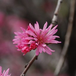 桃