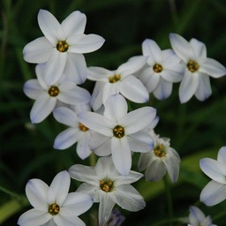 白い花