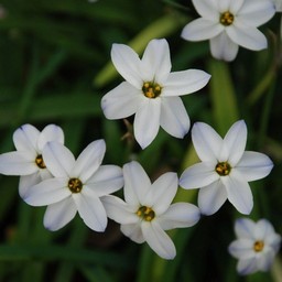 白い花