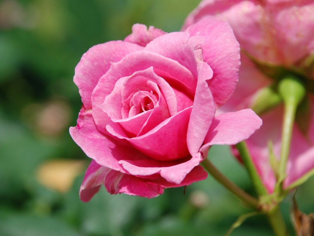 tssEAEoEo - ԁi6Bej - ʐ^f - ݃{
