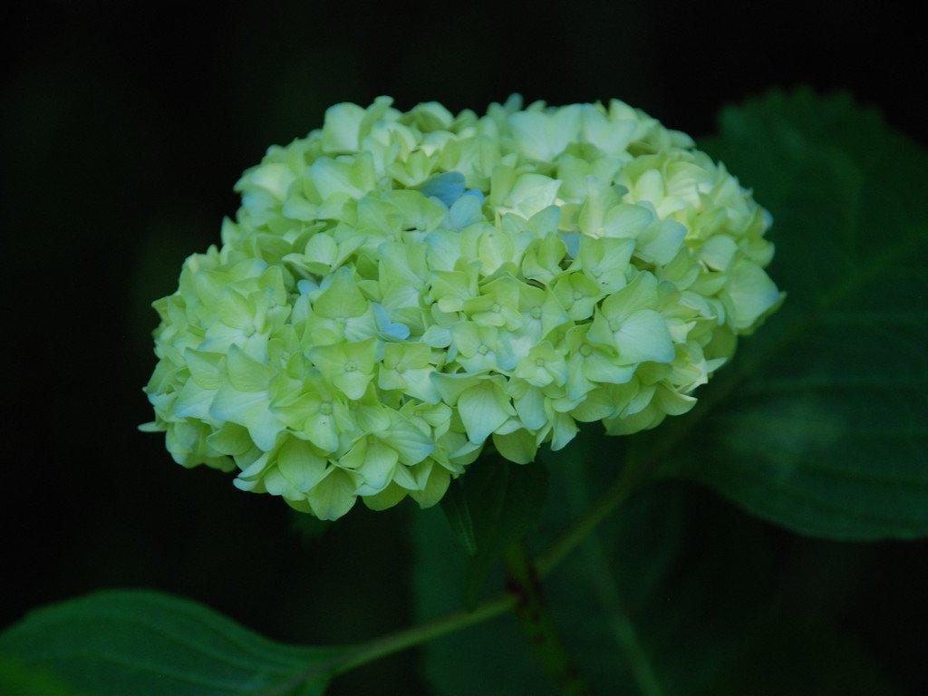 tssEAEAWTC - ԁi6Bej - ʐ^f - ݃{
