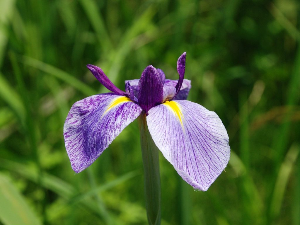 tssEAEVEu - ԁi6Bej - ʐ^f - ݃{