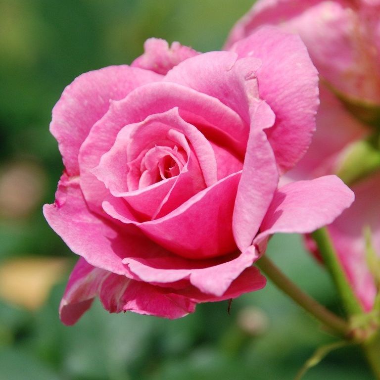 tssEAEoEo - ԁi6Bej - ʐ^f - ݃{