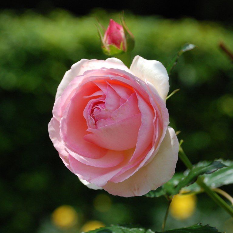tssEAEoEo - ԁi6Bej - ʐ^f - ݃{