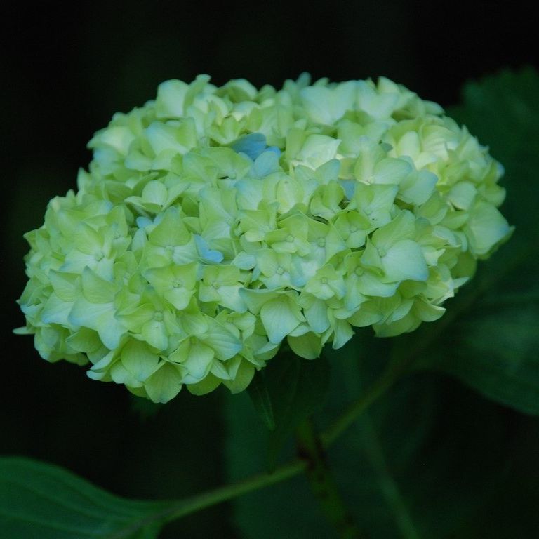 tssEAEAWTC - ԁi6Bej - ʐ^f - ݃{