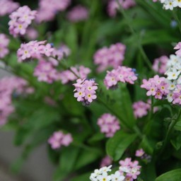 ピンクの花