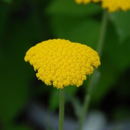 ノコギリ草