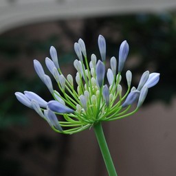 AKpTX