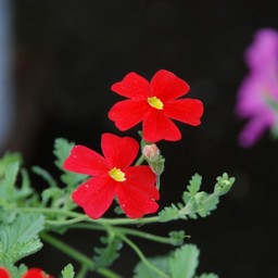 TuejA