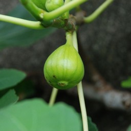 イチジク