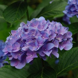 アジサイ