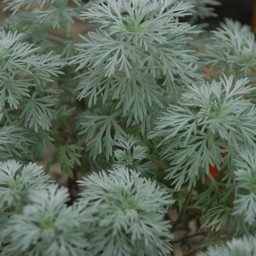 朝霧草