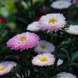 アスター