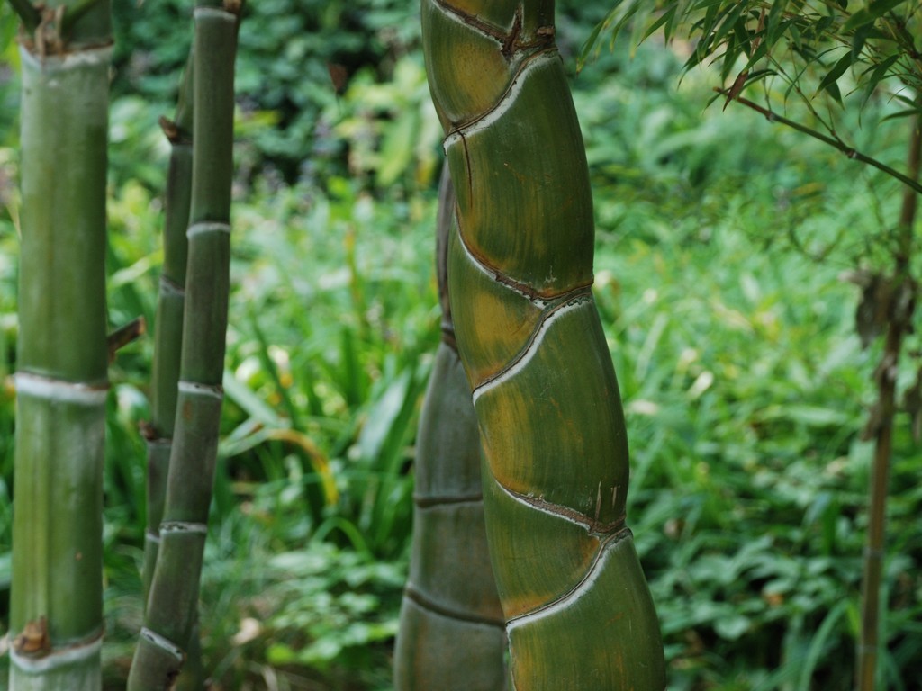 scEcELbRE`N - ԁi10Bej - ʐ^f - ݃{