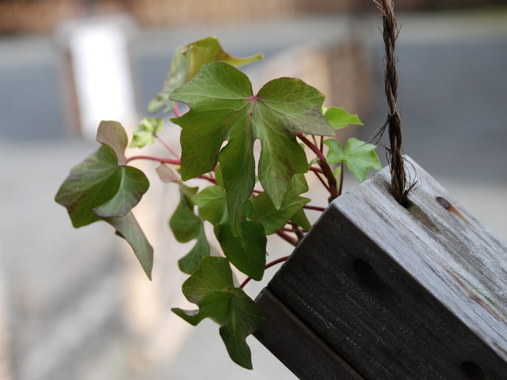 s`El{뉀Et - ԁi10Bej - ʐ^f - ݃{