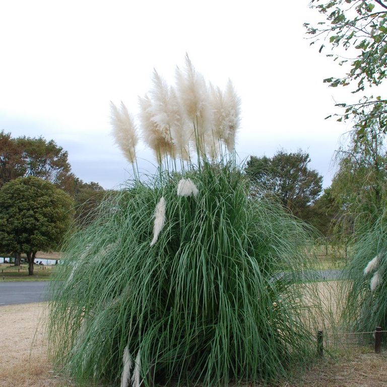 ssEaLOEppXOX - ԁi10Bej - ʐ^f - ݃{