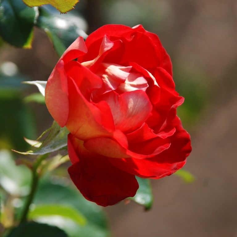 錧ЂȂsEЂClEo - ԁi10Bej - ʐ^f - ݃{