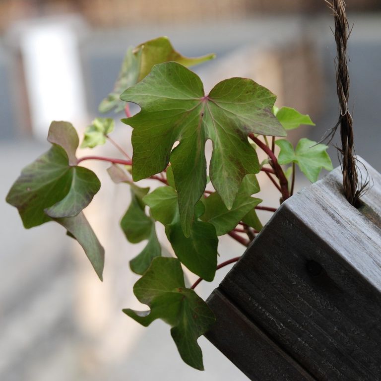 s`El{뉀Et - ԁi10Bej - ʐ^f - ݃{