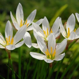白い花
