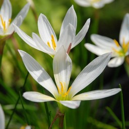 白い花