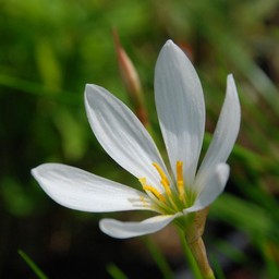 白い花