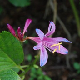 ピンクの花