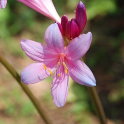 ピンクの花