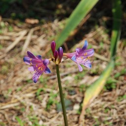 ピンクの花