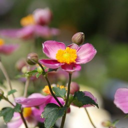 秋明菊