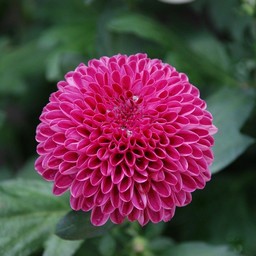 ピンポン菊