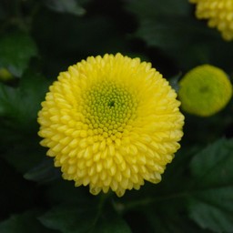 ピンポン菊