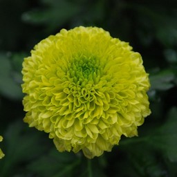 ピンポン菊