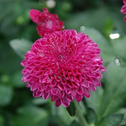 ピンポン菊