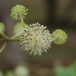 白い花
