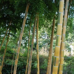 キンメイモウソウ