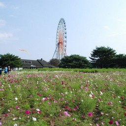 コスモス